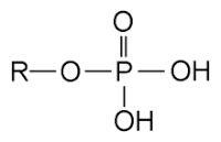 Fosfati – Wikipedie